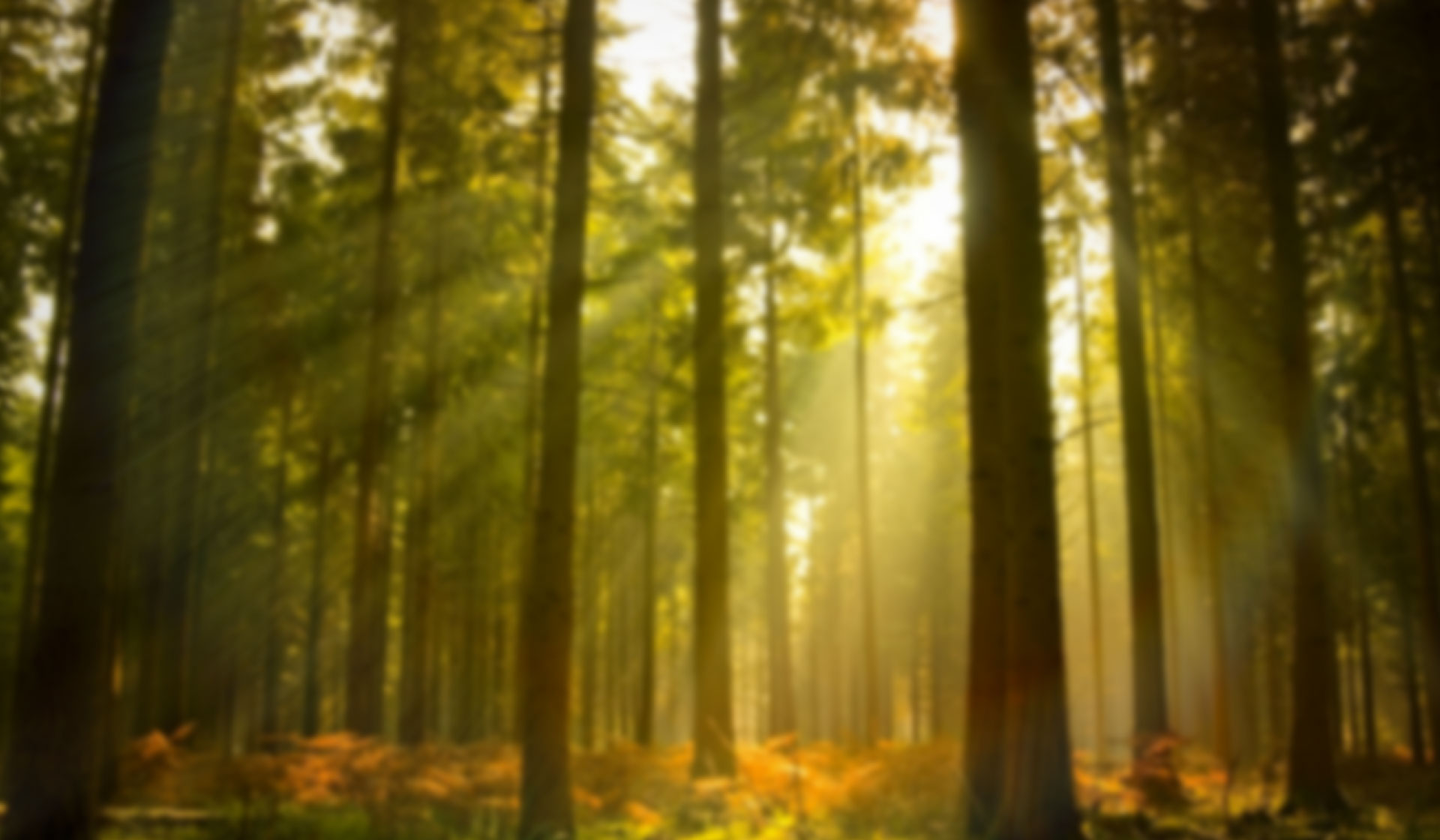 South Carolina Forest Services Arborgen Tree Seedlings Hardwood Seedlings For Wildlife Habitat