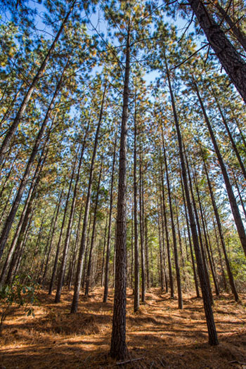 Pine Tree Seedling Growth Rate