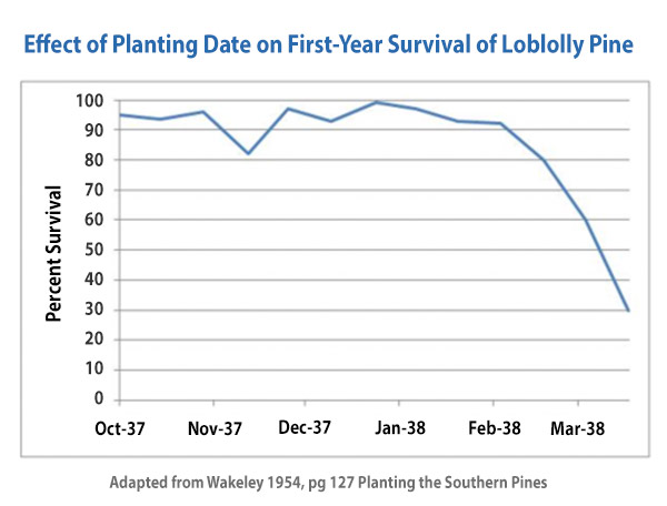 A graph presenting the the effect plating dates have on life expectancy of loblolly pine tree seedlings