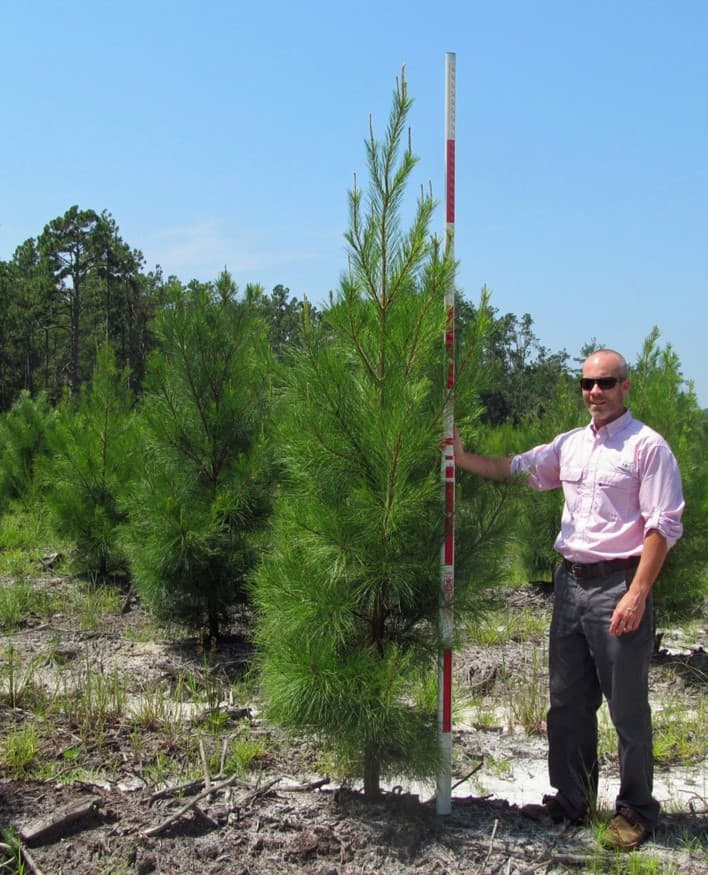 Varietal Pine Seedling - 9 Foot Tall Tree at Two Years
