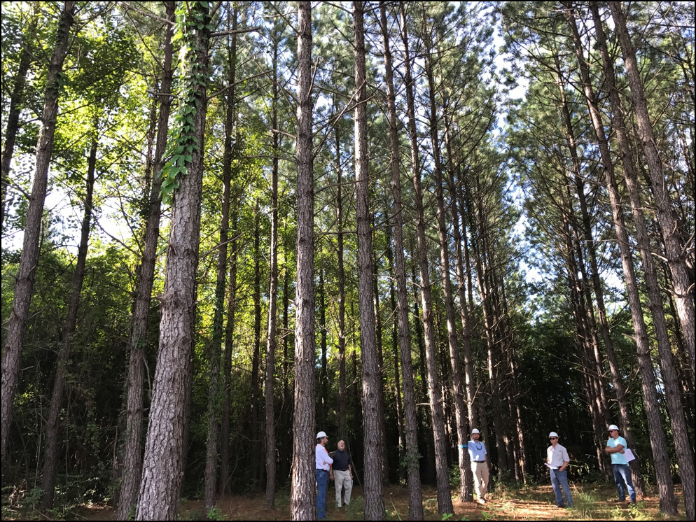 Mass Control Pollinated Loblolly Pine Seedlings - Mcp 3 Sawtimber Farms For Sale