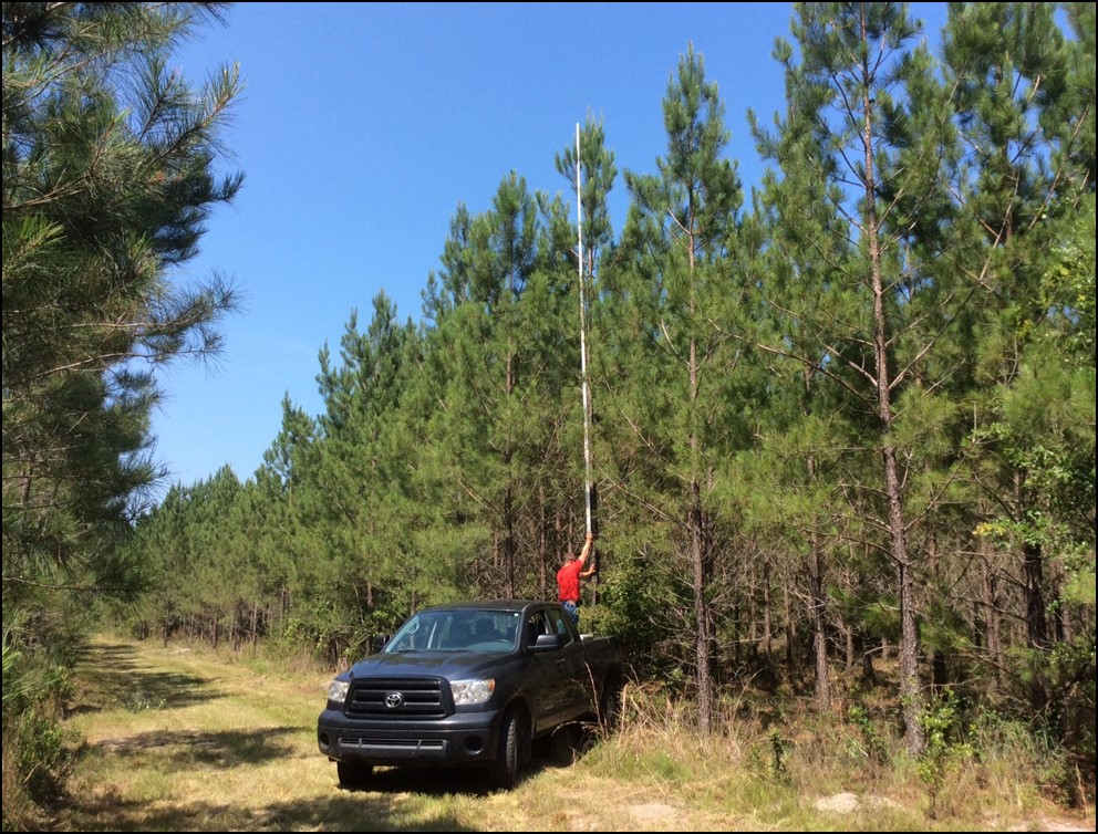 Mass Control Pollinated Loblolly Pine Seedlings - Mcp 2 Timber Farming Photos