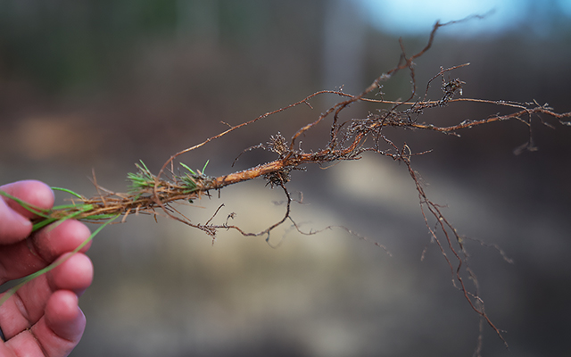 Helpfultips_Bareroot Helpfultips Bareroot Arborgen Tree Seedlings Plant Early For Better Survival