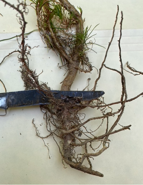 Minorissues_02 Machine Planted Longleaf Seedlings