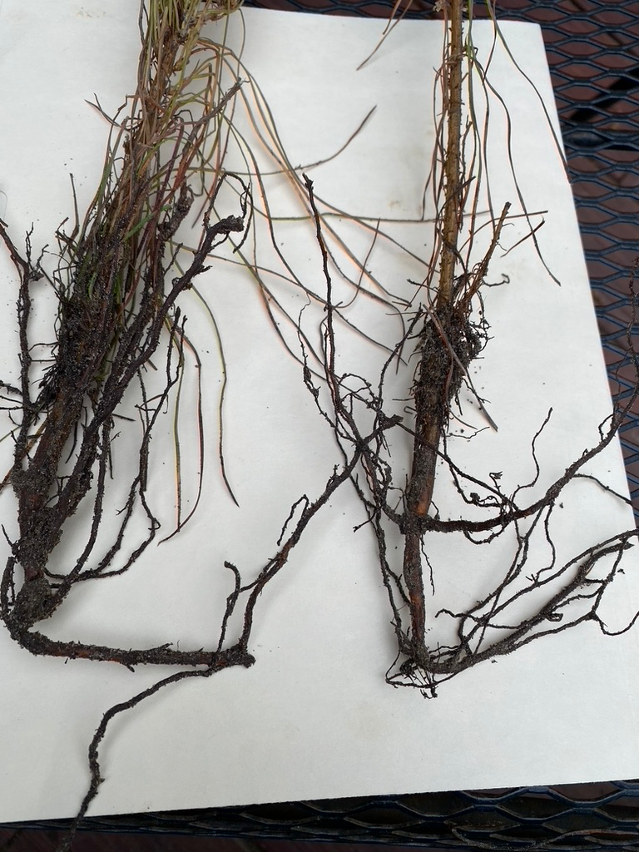 Rootdeformation_01 Machine Planted Longleaf Seedlings