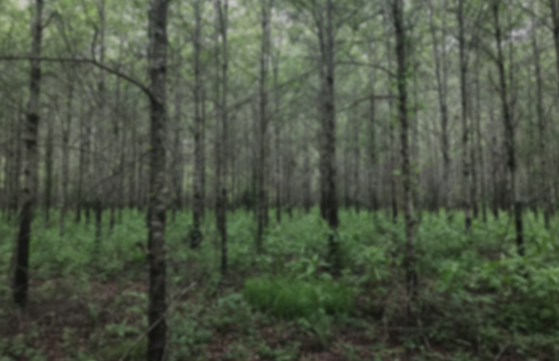 Wildlifeslide 04 Jdneeley Arborgen Tree Seedlings Hardwood Seedlings For Wildlife Habitat