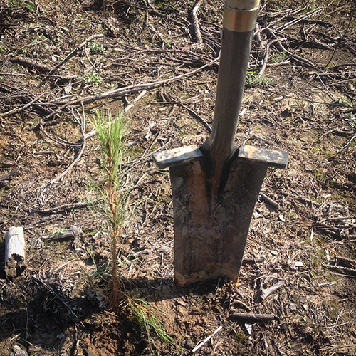 Seedling-Planting Seedling Planting Arborgen Tree Seedlings When You Have To Plant Late