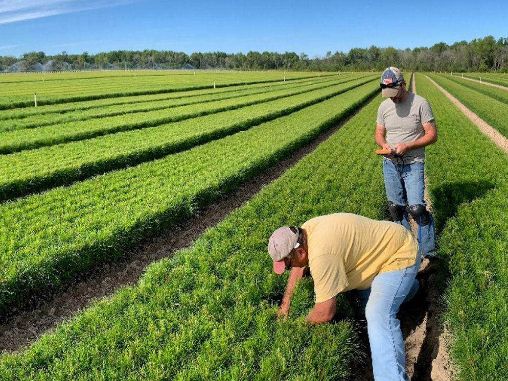 Product-Development-Sc-Nursery-Cropped Pine Seedlings Being Tended To By Arborgen Employees In A Sunny Field | Arborgen