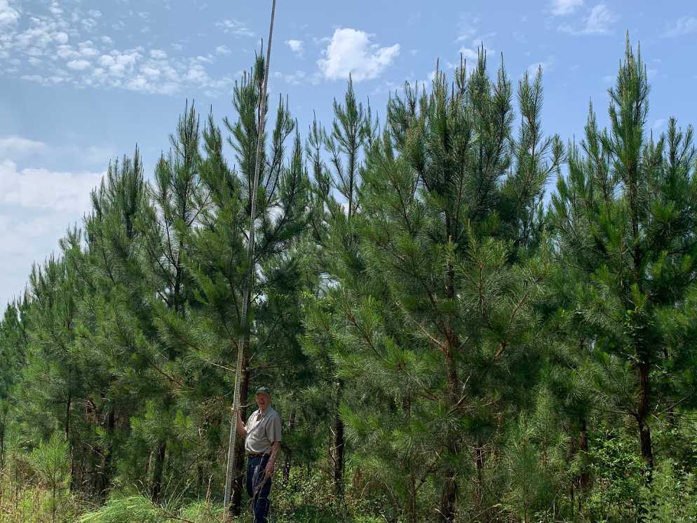 4 Year Mcp® Select Coastal Pine Tree Farm Texas