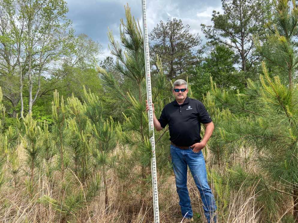 Mass Control Pollinated (Mcp®) Loblolly Tree Farm
