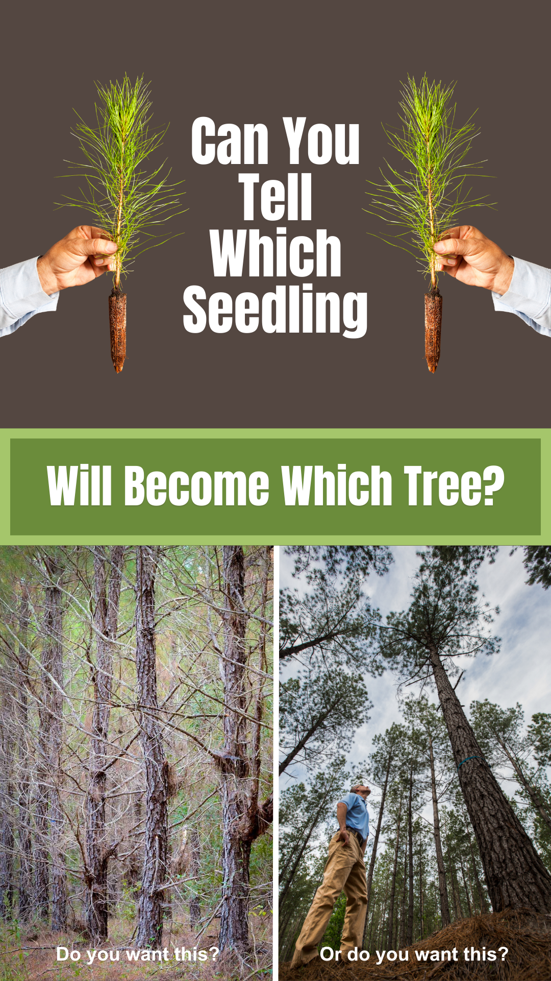 Can You Tell Which Seedling Can You Tell Which Seedling Arborgen Tree Seedlings Tree Seedlings Look The Same