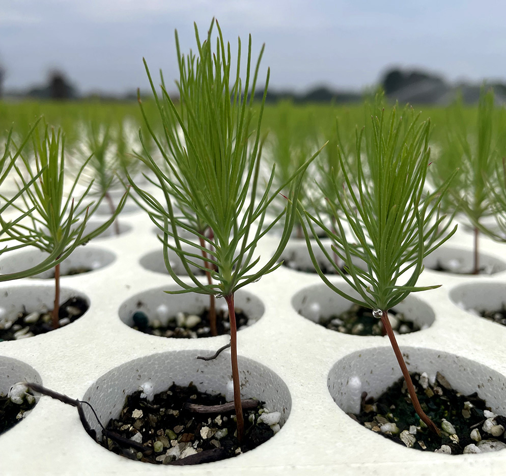 Bullard-Container-Cropped Pine Seedlings Being Tended To By Arborgen Employees In A Sunny Field | Arborgen