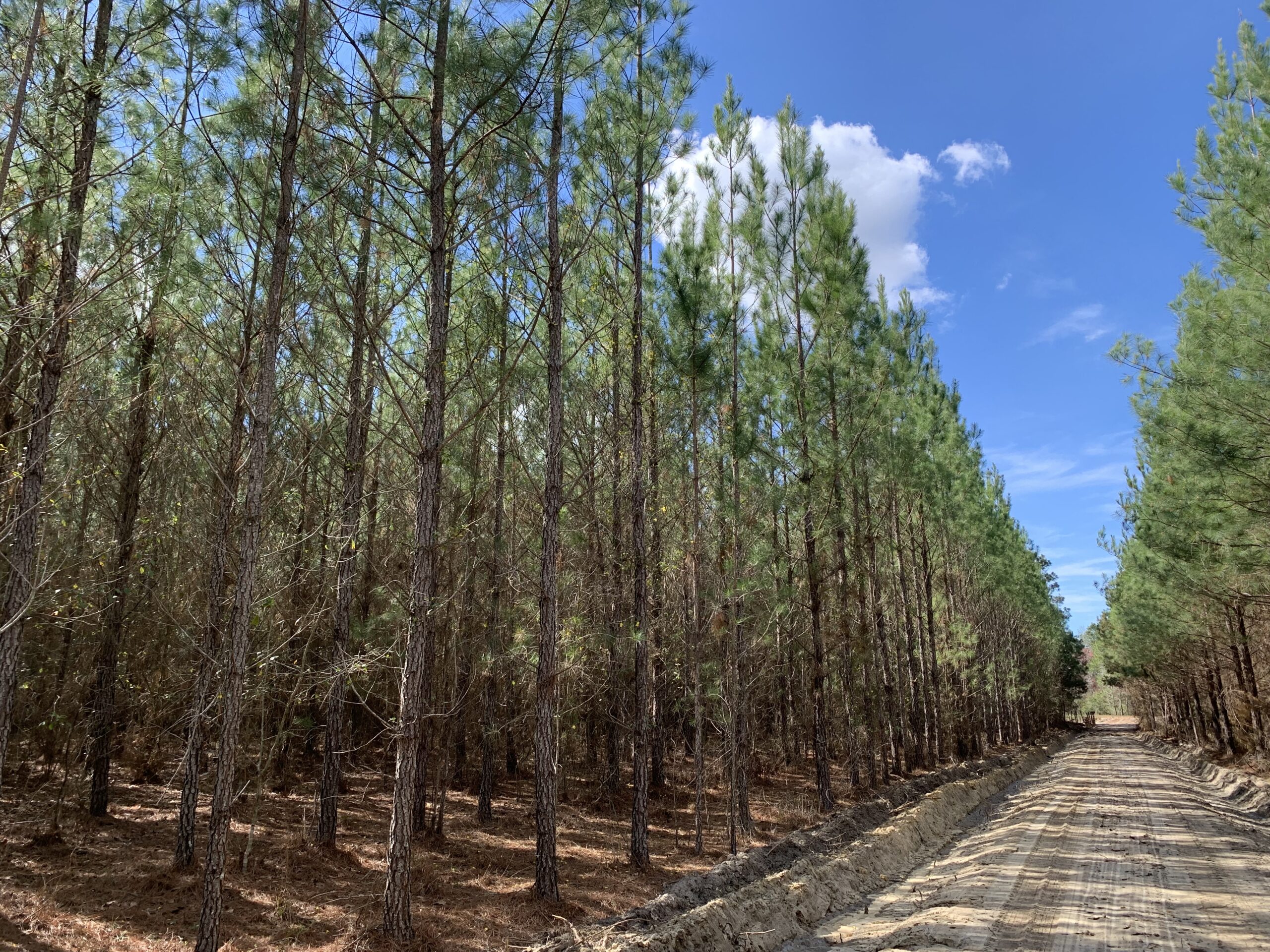 Op-Elite-11-Years Timber Farming Photos