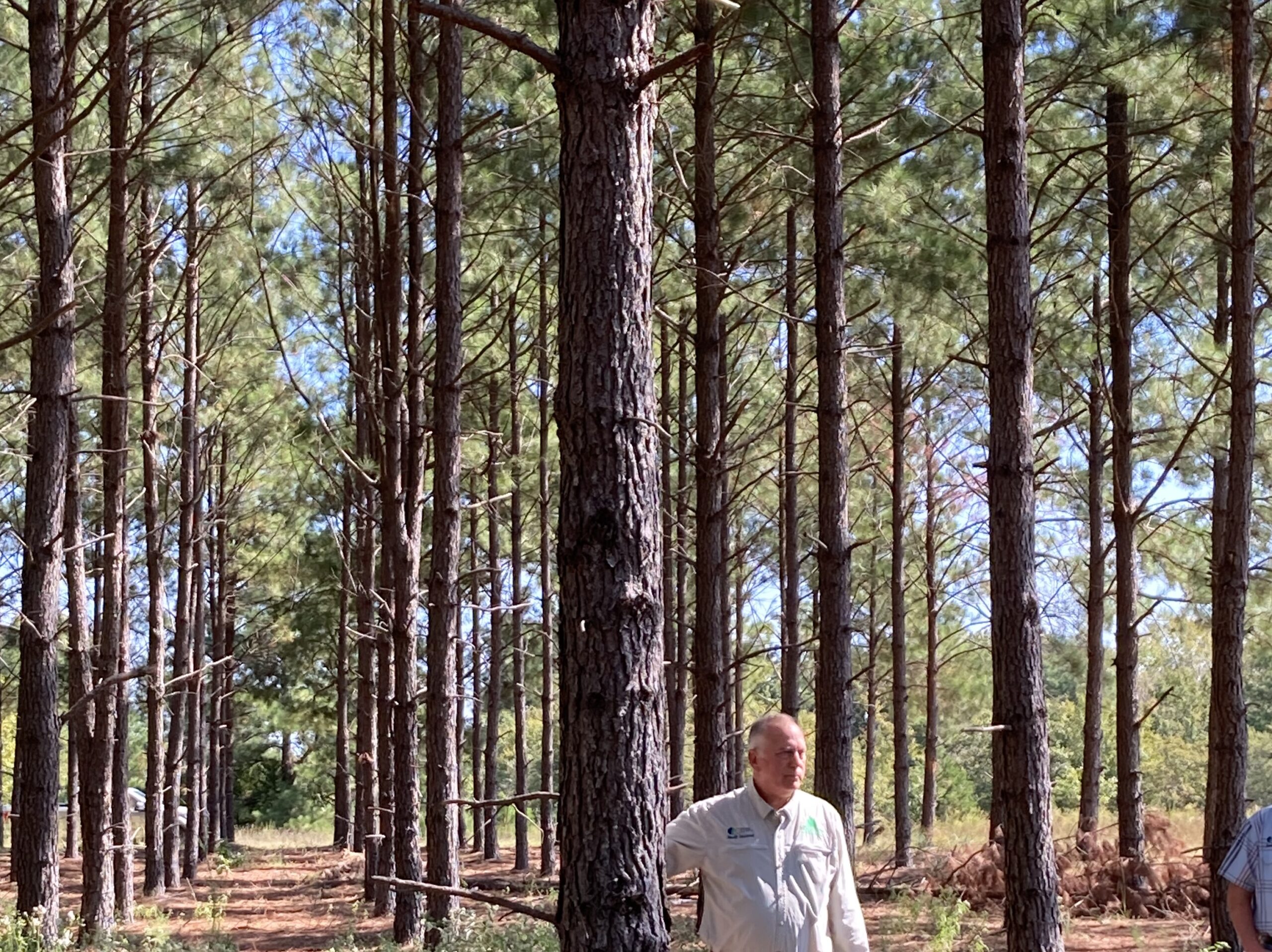 Op-Elite-15-Years (1) Sawtimber Farms For Sale