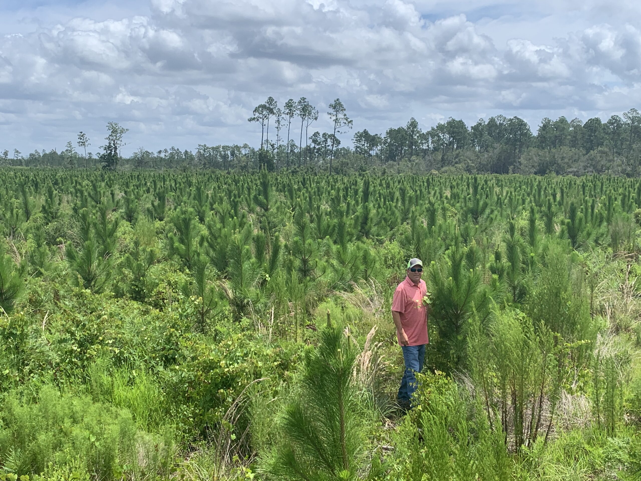 Op-Elite-Slash-Pine-3-Years Pine Tree Farm Texas