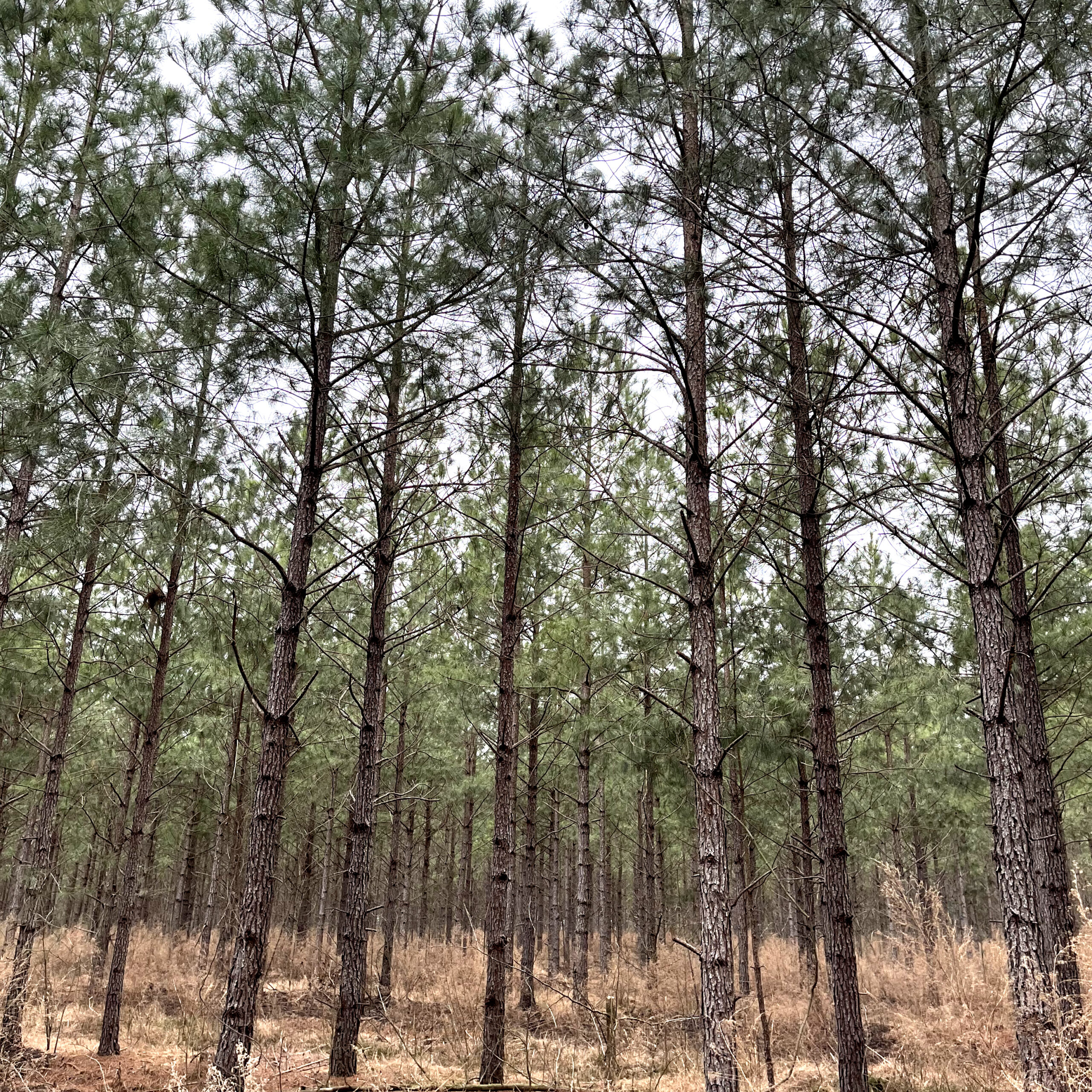 Op-Elite Op Elite Scaled Arborgen Tree Seedlings Log Specs: Why Diameter Growth Is More Important Than Height Growth