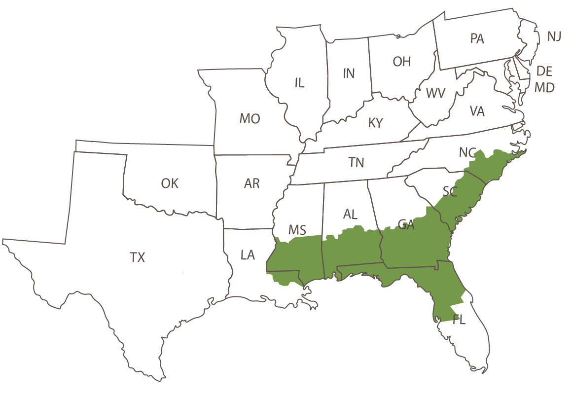 Coastal Map Arborgen Tree Seedlings Mass Control Pollinated Loblolly Pine Seedlings - Mcp
